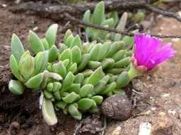 Delosperma lavisiae bud and flower